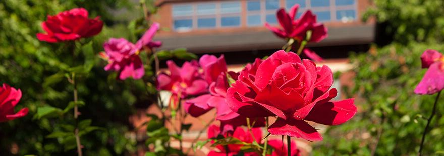 彼得森大厅前的红玫瑰