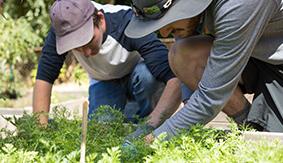 两个西雅图州立大学的学生在园艺